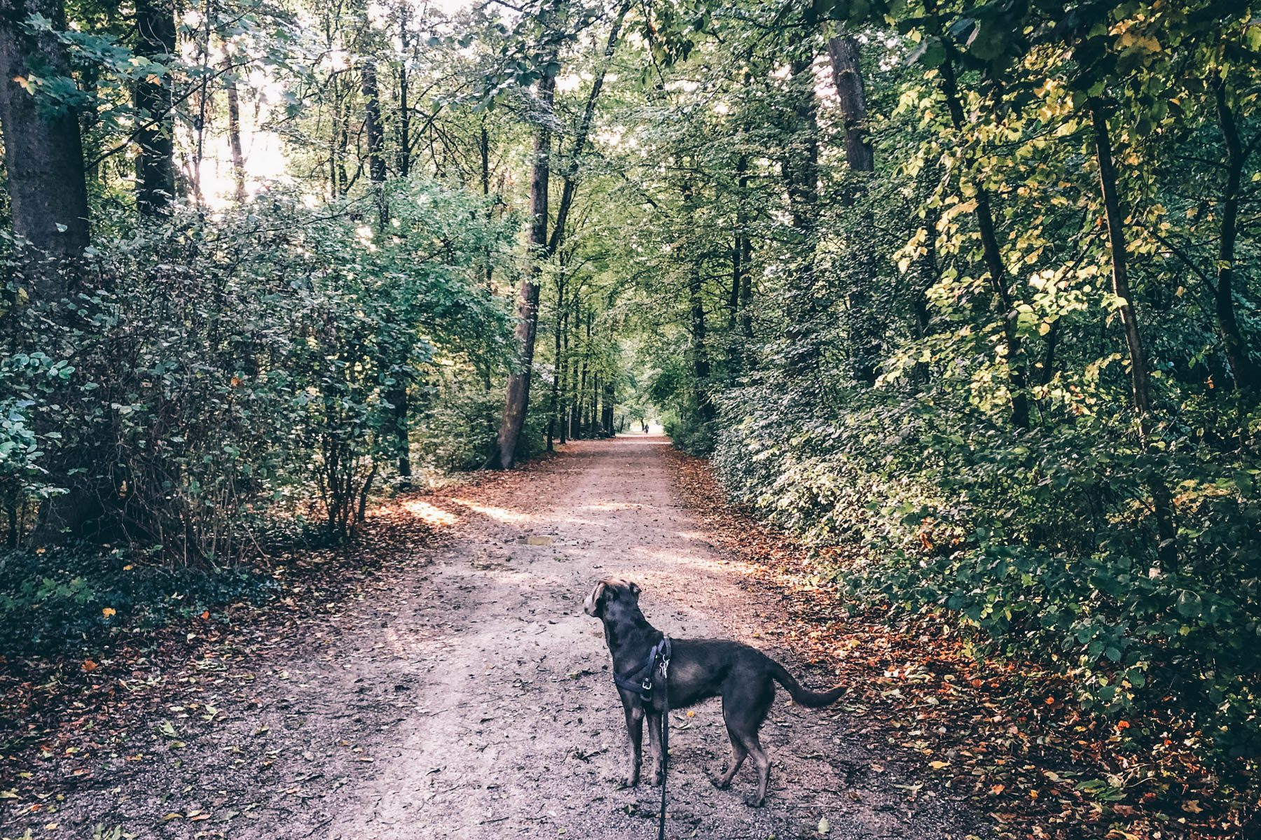 Stattdessen lieber mit dem Vierbeiner oder einem Lieblingsmensch raus!  – ©wunderland media GmbH