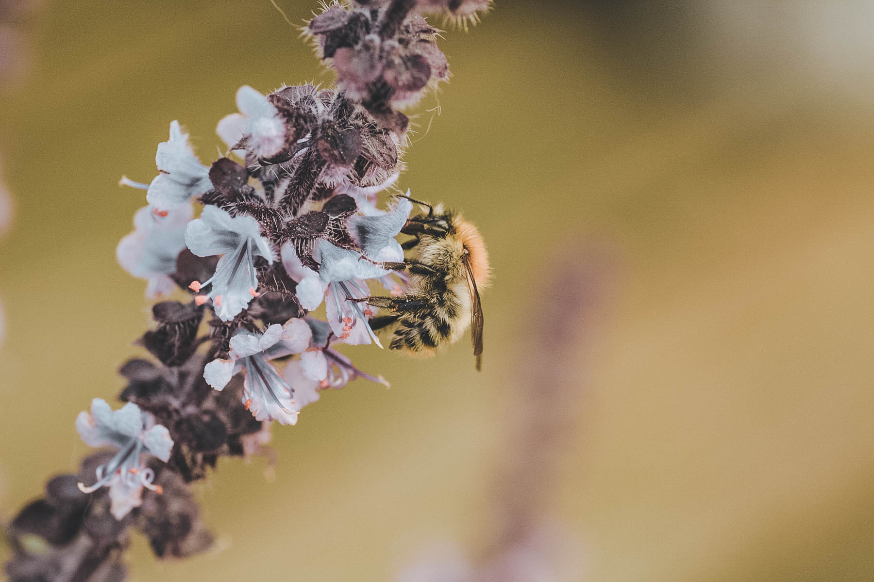 1.8 Millionen Unterschriften gab es 2019 von Münchner*innen für die Bienen