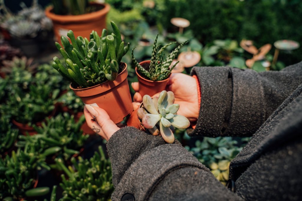 Geheimtipp Muenchen Gartencenter Kiefl Zimmerpflanzen 67